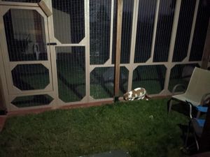 Outdoor cat enclosure with artificial grass