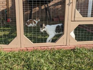 Cats enjoy outdoor catio enclosure