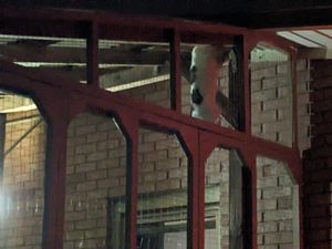 Sturdy catio frame under construction