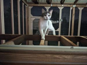 Curious cat explores new outdoor enclosure