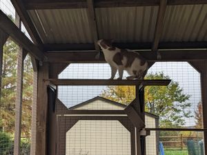 Cats enjoy outdoor enclosure in fall