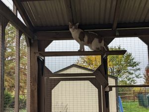 Feline explorer enjoys DIY catio view
