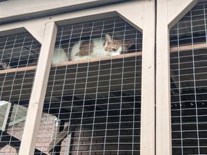Curious cat explores new outdoor enclosure
