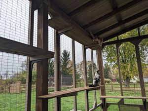 Cats enjoy outdoor enclosure's cozy perch