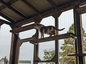 Cats enjoy safe outdoor enclosure