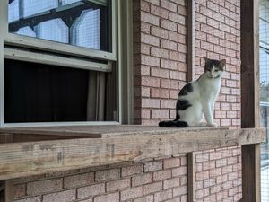 Feline enjoys outdoor view from catio
