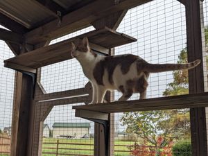 Cat enjoys new DIY catio enclosure