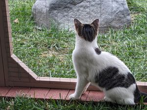 Curious cat enjoys outdoor catio view
