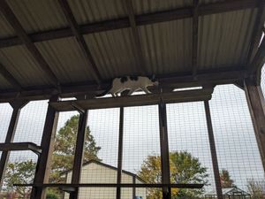 Cat explores custom-built outdoor enclosure