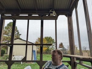 Catio construction with cat on perch